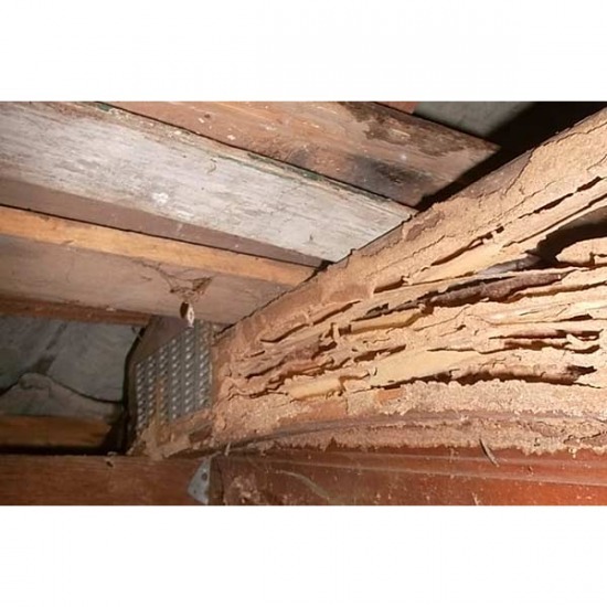 บริการกำจัดปลวกพัทยา - บริษัทกำจัดปลวก ชลบุรี บริการกำจัดปลวกพัทยา - บริษัทกำจัดปลวก ชลบุรี