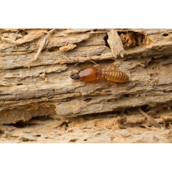 บริการกำจัดปลวก ชลบุรี บริการกำจัดปลวก 