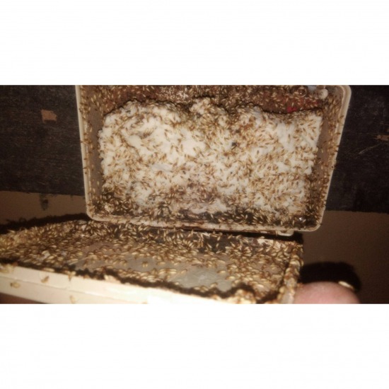 เหยื่อกำจัดปลวก ชลบุรี เหยื่อกำจัดปลวก ชลบุรี 